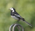 /album/my-local-birding-gallery/pied-wagtail-on-our-reserve-fence-jpg/